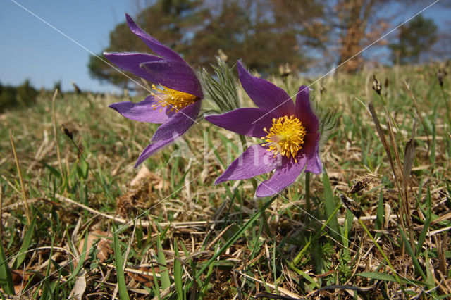 Wildemanskruid (Pulsatilla vulgaris)