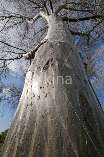 Willow Ermine Moth (Yponomeuta rorrella)