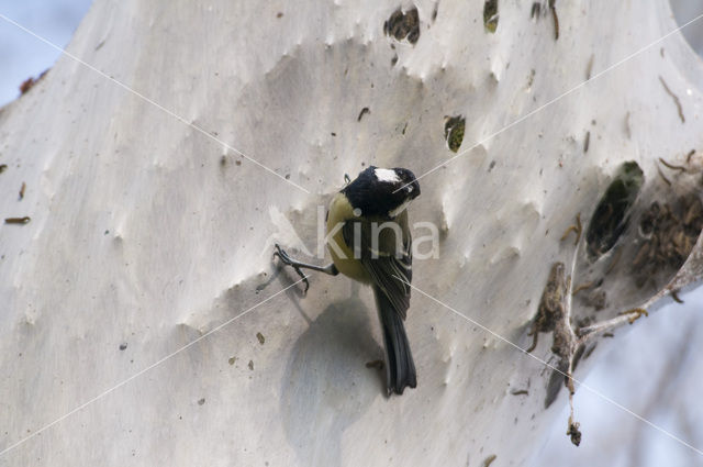 Willow Ermine Moth (Yponomeuta rorrella)