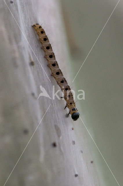 Willow Ermine Moth (Yponomeuta rorrella)