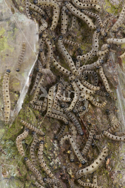 Willow Ermine Moth (Yponomeuta rorrella)