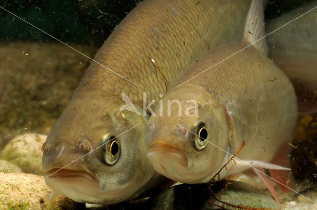 Orfe (Leuciscus idus)