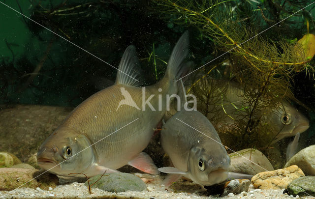 Orfe (Leuciscus idus)