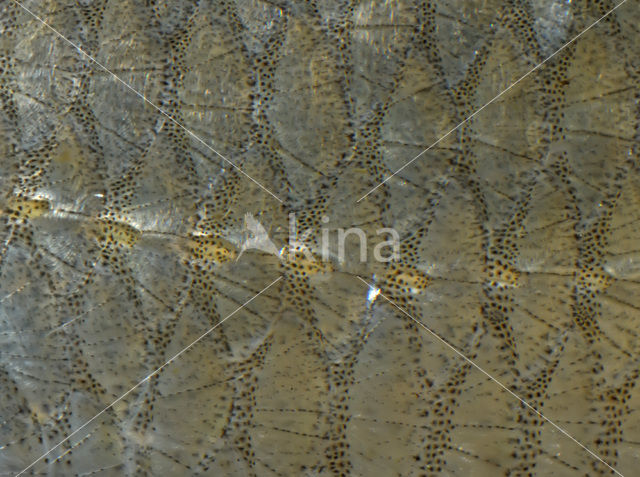 Orfe (Leuciscus idus)