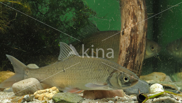Orfe (Leuciscus idus)