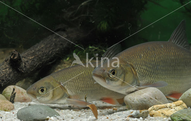 Orfe (Leuciscus idus)