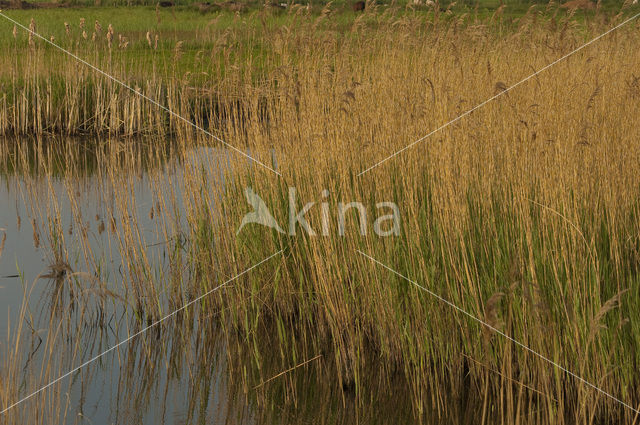 Wormer- en Jisperveld