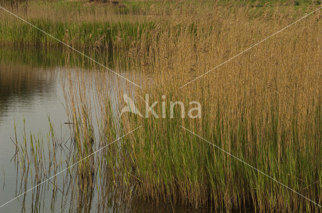 Wormer- en Jisperveld