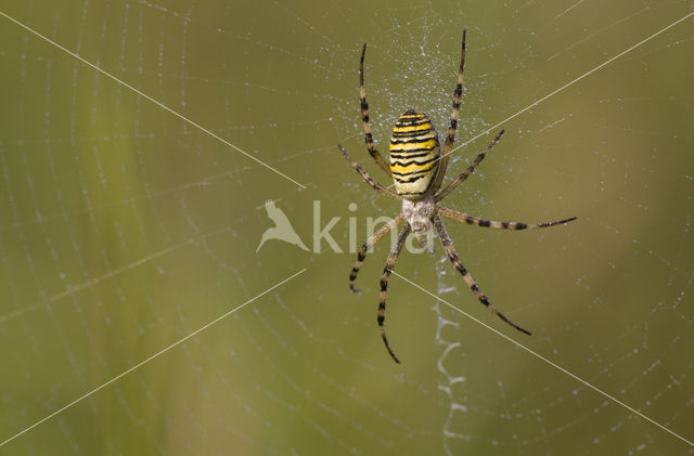 wasp spider (Argiope bruennichi)