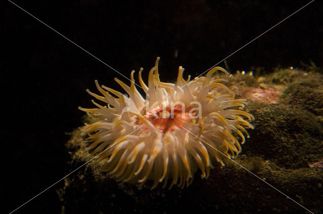 Anemone (Actinia spec.)