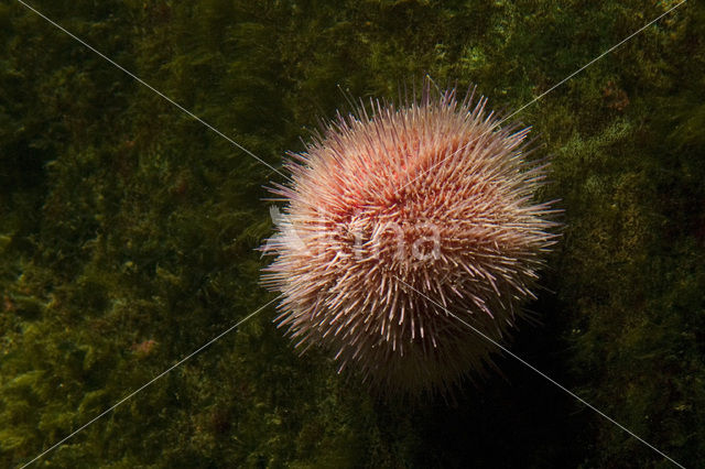 Sea urchin (Arbacia spec)