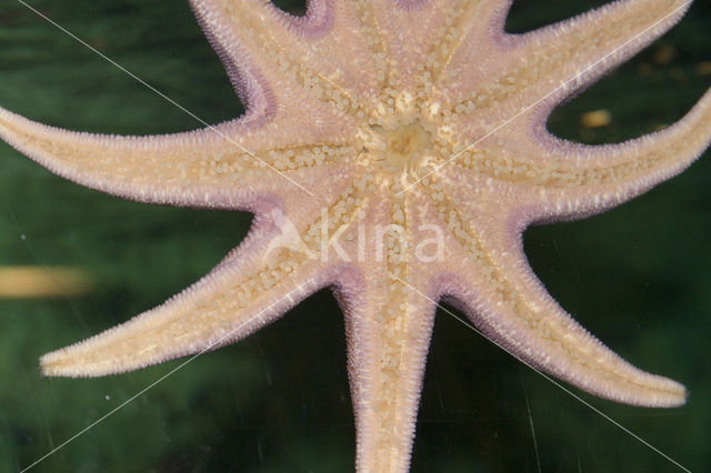 starfish (Asterias spec)