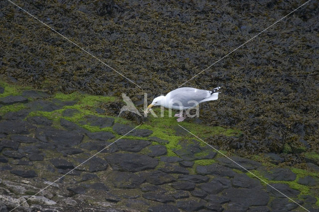 Herring Gull (Larus argentatus)