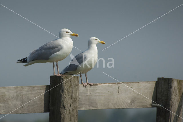 Zilvermeeuw (Larus argentatus)