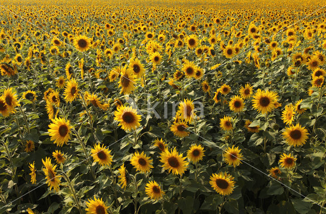 Zonnebloem (Helianthus annuus)