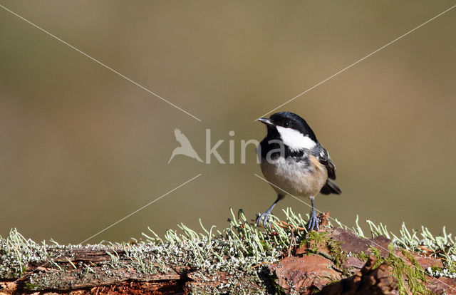 Zwarte Mees (Parus ater)