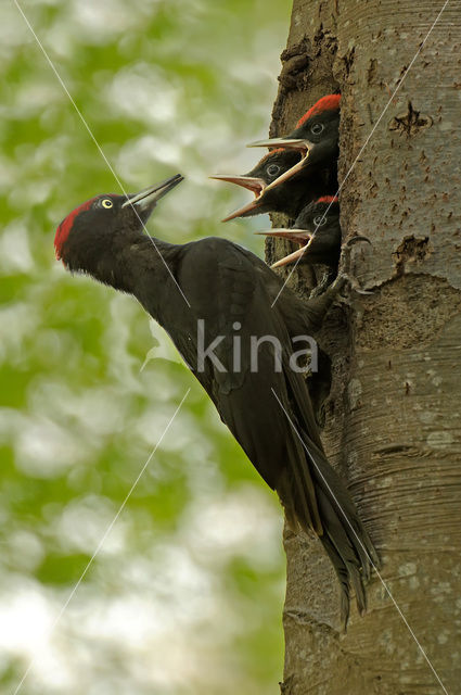 Black Woodpecker (Dryocopus martius)