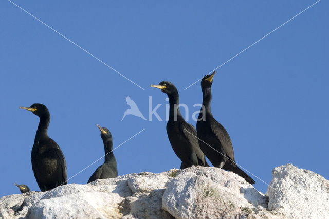 Aalscholver (Phalacrocorax carbo)