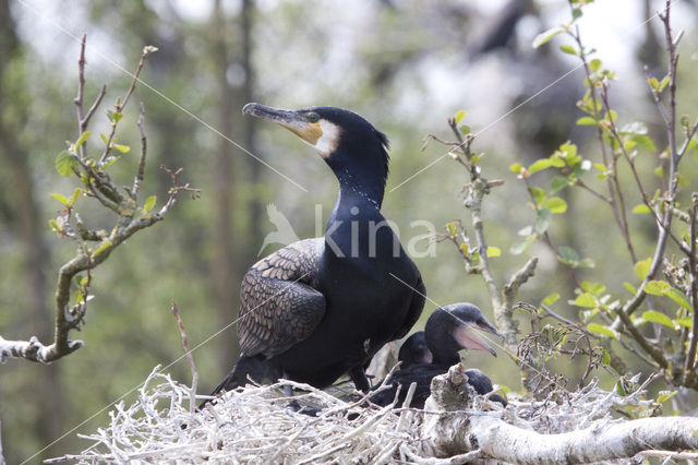 Great Cormorant (Phalacrocorax carbo)