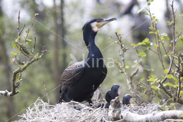 Great Cormorant (Phalacrocorax carbo)