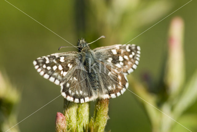 Grizzled Skipper (Pyrgus malvae)