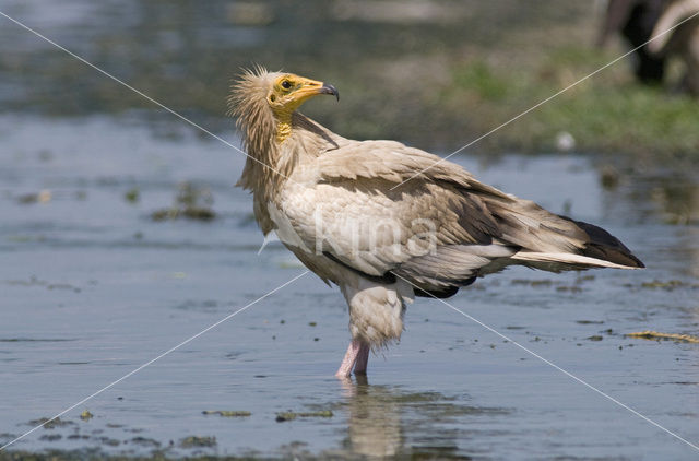 Egyptian vulture (Neophron percnopterus)