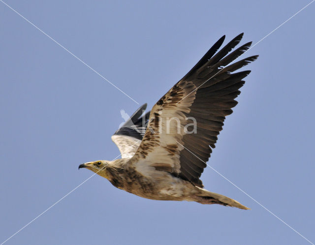 Egyptian vulture (Neophron percnopterus)