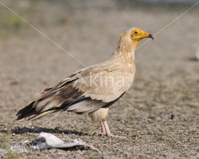 Egyptian vulture (Neophron percnopterus)