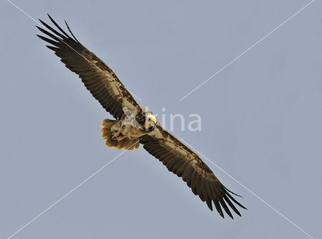 Egyptian vulture (Neophron percnopterus)