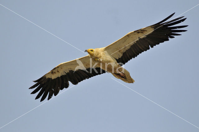 Egyptian vulture (Neophron percnopterus)