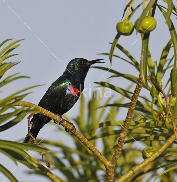 Shining Sunbird (Nectarinia habessinica)