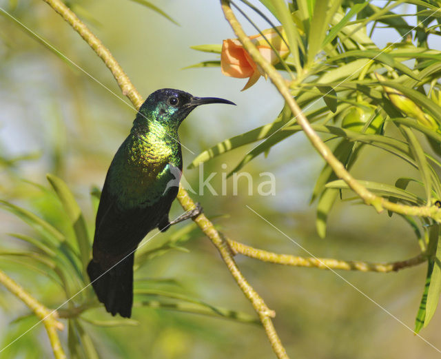 Shining Sunbird (Nectarinia habessinica)