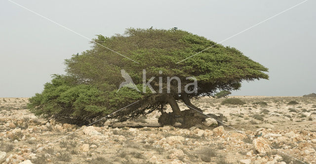 Robinia spec.