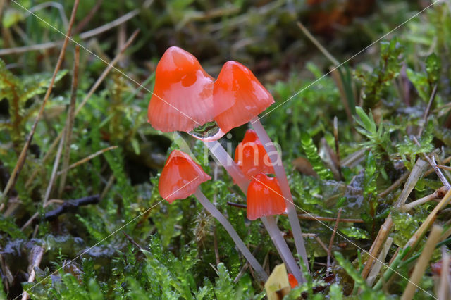 Scarlet bonnet (Mycena adonis)