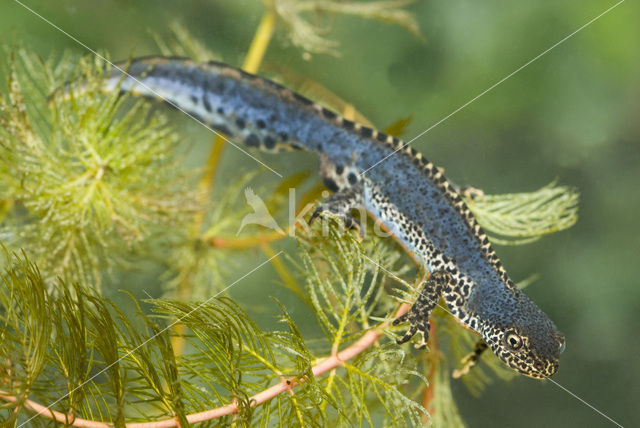 Alpenwatersalamander