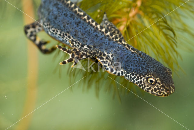 Alpenwatersalamander