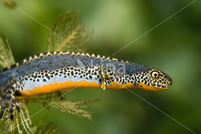 Alpine Newt (Ichthyosaura alpestris)