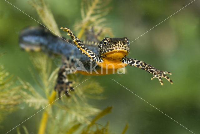 Alpine Newt (Ichthyosaura alpestris)