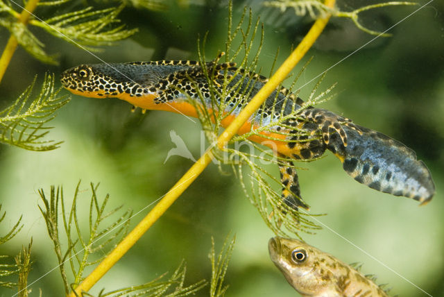 Alpenwatersalamander