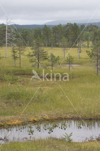 Anderdalen national park