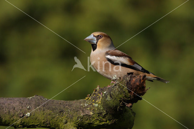 Hawfinch (Coccothraustes coccothraustes)