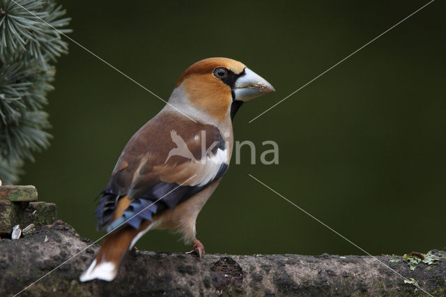 Hawfinch (Coccothraustes coccothraustes)