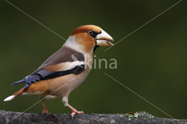 Hawfinch (Coccothraustes coccothraustes)