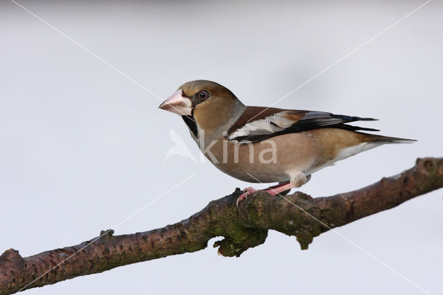 Appelvink (Coccothraustes coccothraustes)