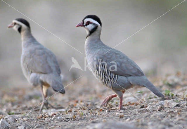 Arabische Steenpatrijs (Alectoris melanocephala)