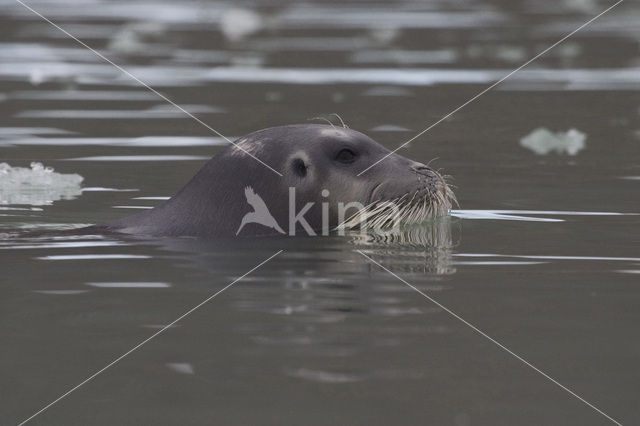 Bearded Seal (Erignathus barbatus)