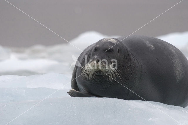 Bearded Seal (Erignathus barbatus)