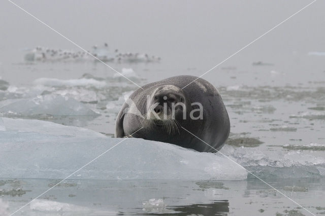 Baardrob (Erignathus barbatus)