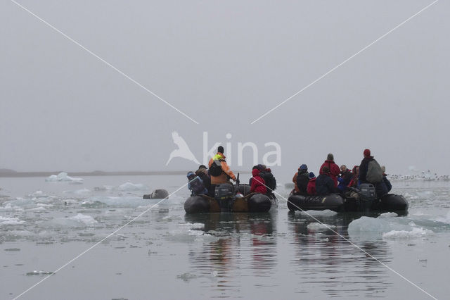 Bearded Seal (Erignathus barbatus)