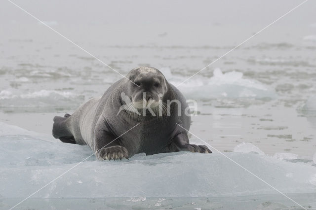 Bearded Seal (Erignathus barbatus)